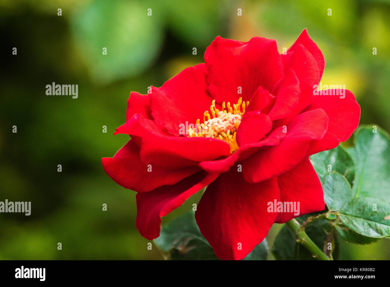 Rosenähnliche Blume Stockfotos & Rosenähnliche Blume Bilder - Alamy