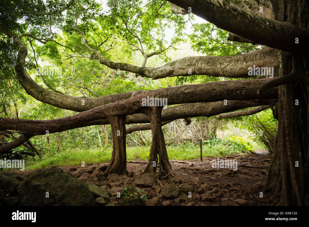 Erstaunliche Baum auf der Pipiwai Trail im Haleakalā National Park, Maui, Hawaii Stockfoto