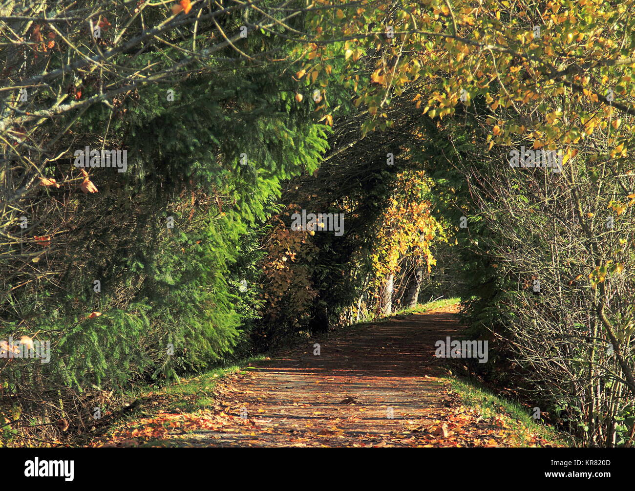 Herbst Laub entlang Wanderweg in Seattle, Washington Stockfoto