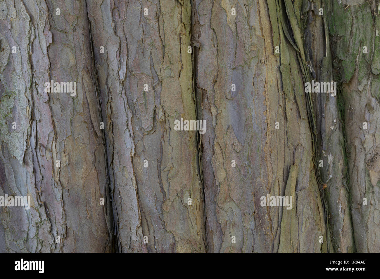 toom geigenfeige Geigenfeige 'Ficus lyrata' main image 1