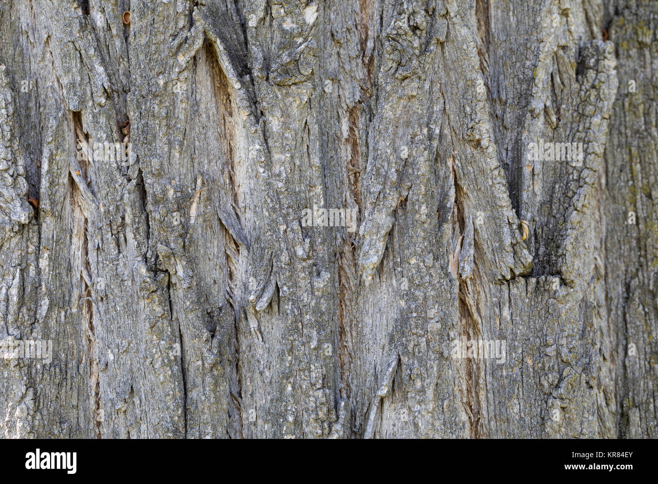 Gewöhnliche Robinie, Scheinakazie, ScheinAkazie, Falsche Akazie, Rinde