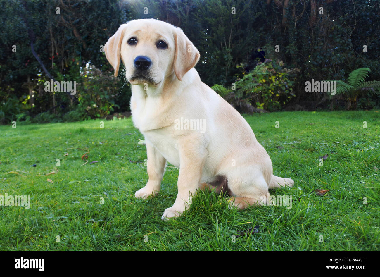 Eine junge gelben Labrador Retriever Sitzen im Freien und Blick auf Kamera - Johannes Gollop Stockfoto