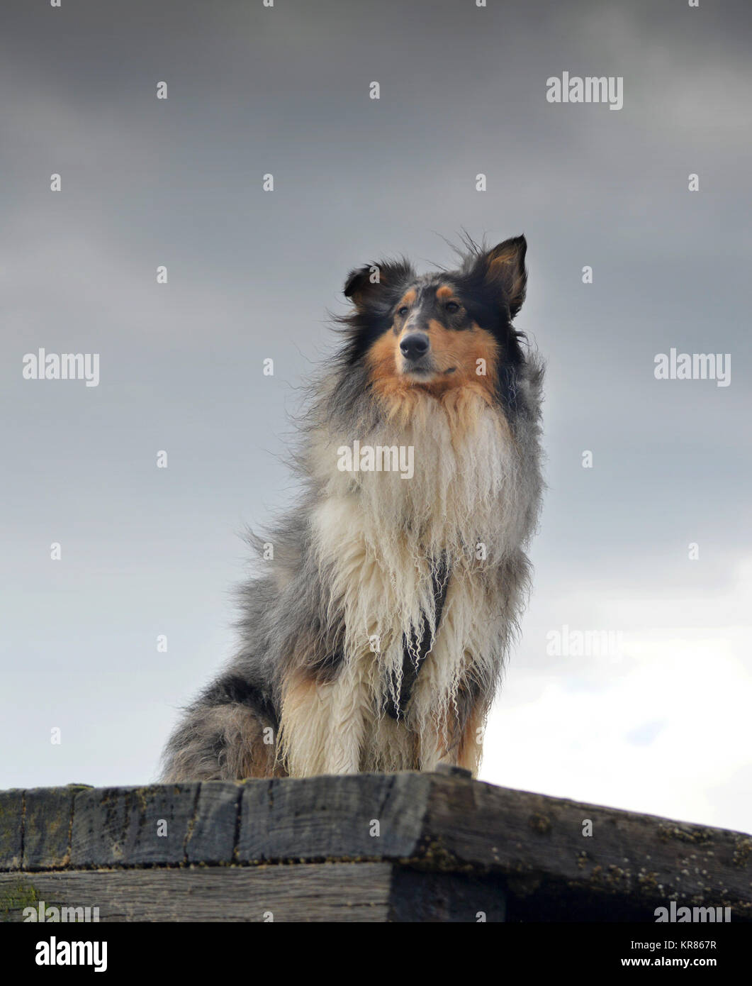 Rough collie Hund posiert auf groyne, Worthing, West Sussex. Stockfoto