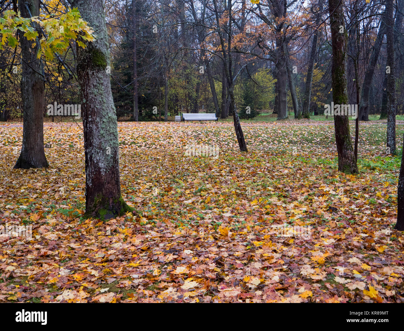 Schönen Herbst Park. Herbst in Oranienbaum, Sankt Petersburg. Bäume und Blätter. Park Wald landschaft. Stockfoto