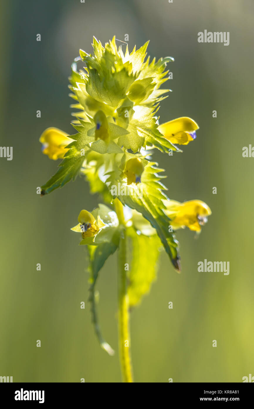 Mehr Gelb - Rassel (Rhinanthus angustifolius) wieder an einem sonnigen Tag leuchtet Stockfoto
