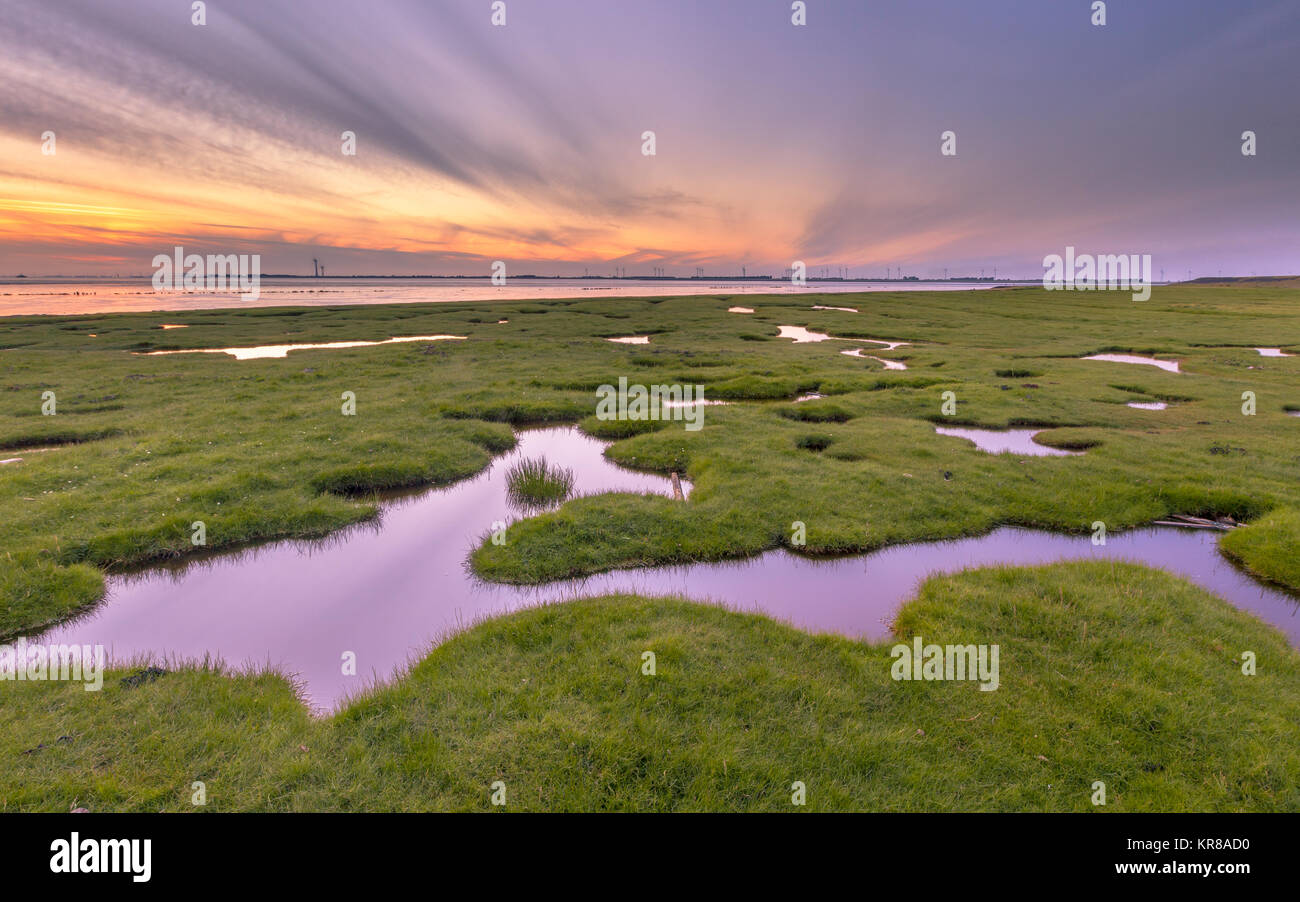 Landgewinnung im Sumpf der Gezeiten Wattenmeer der Punt van Reide im Wattenmeergebiet an der Küste von Groningen in den Niederlanden Stockfoto