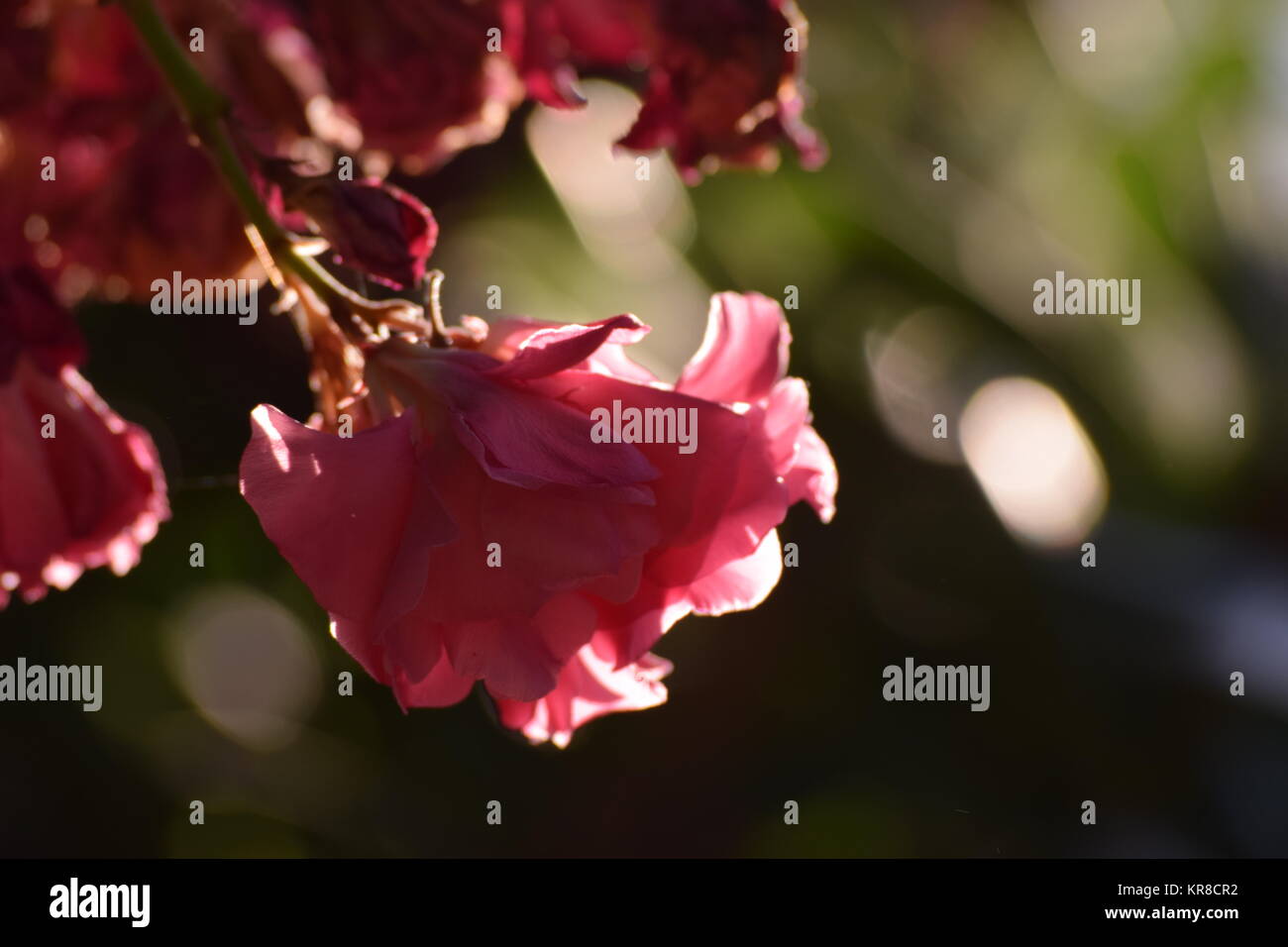 Schöne rosa Blume Stockfoto