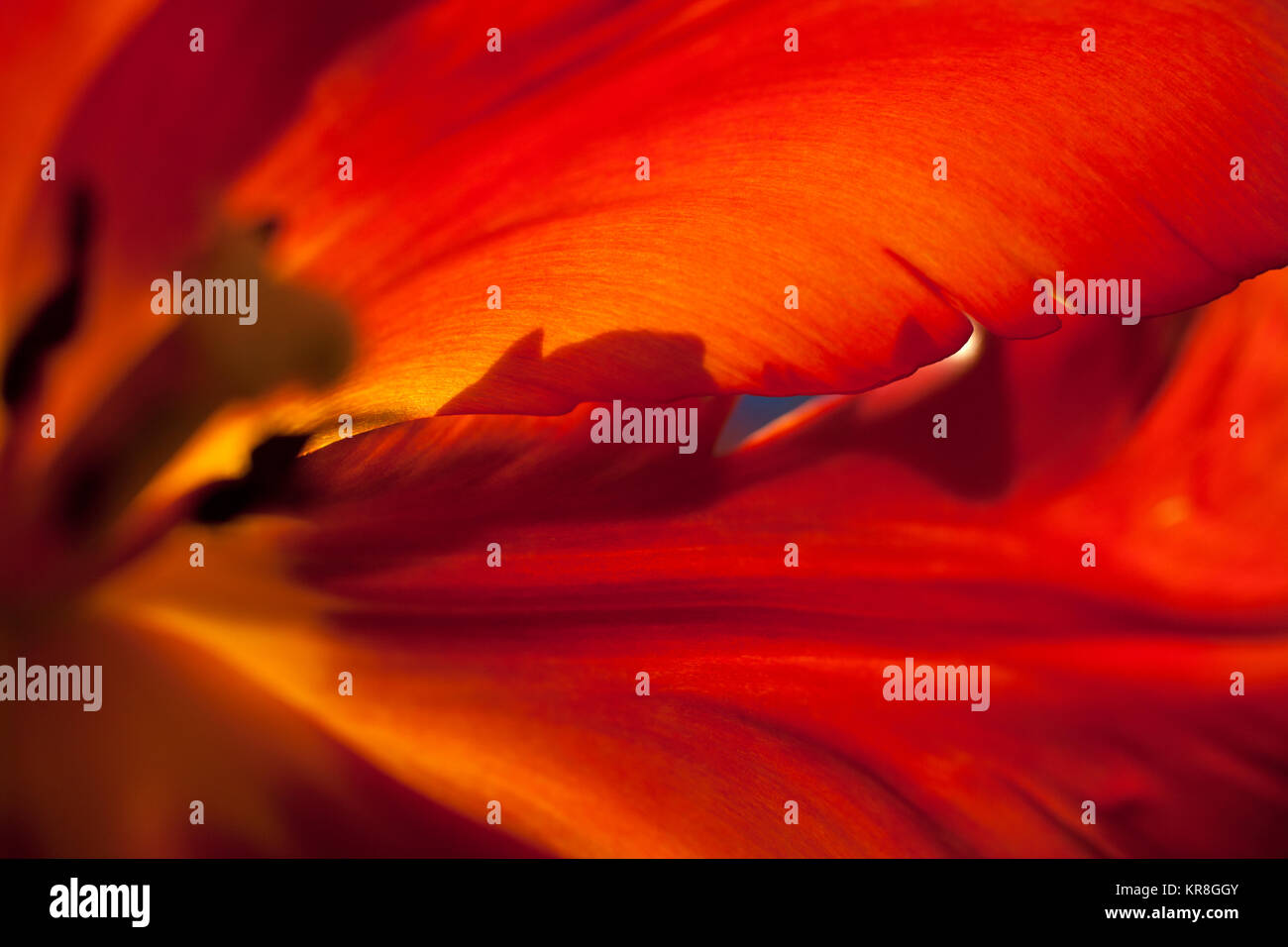 Tulpen, Tulipa, in der Nähe von Studio shot der roten Blume. Stockfoto