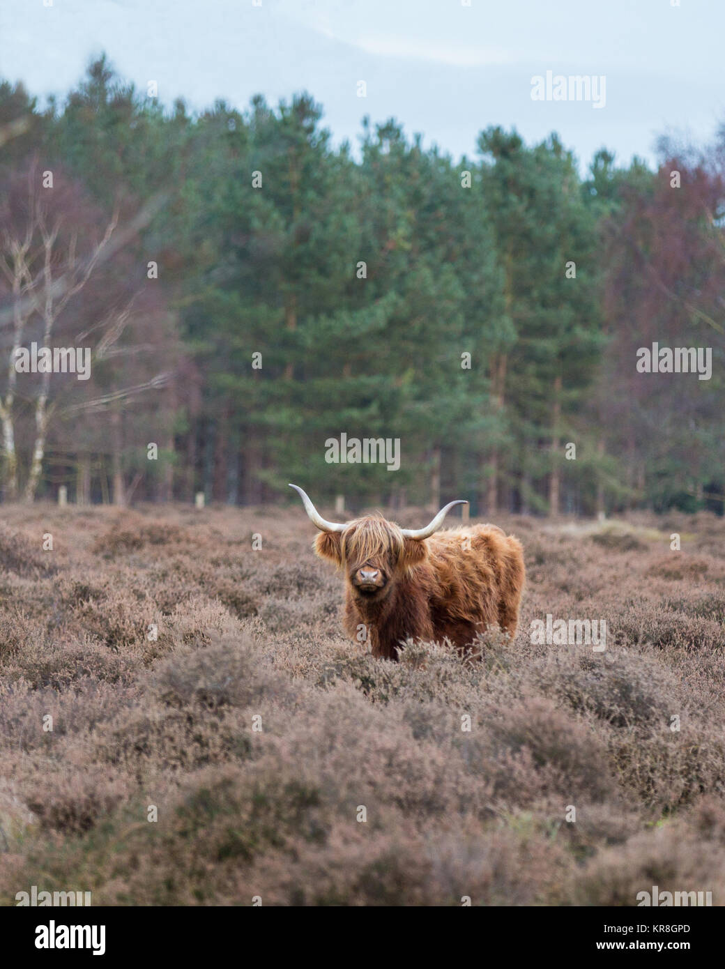 Highland Kuh in Heide Stockfoto