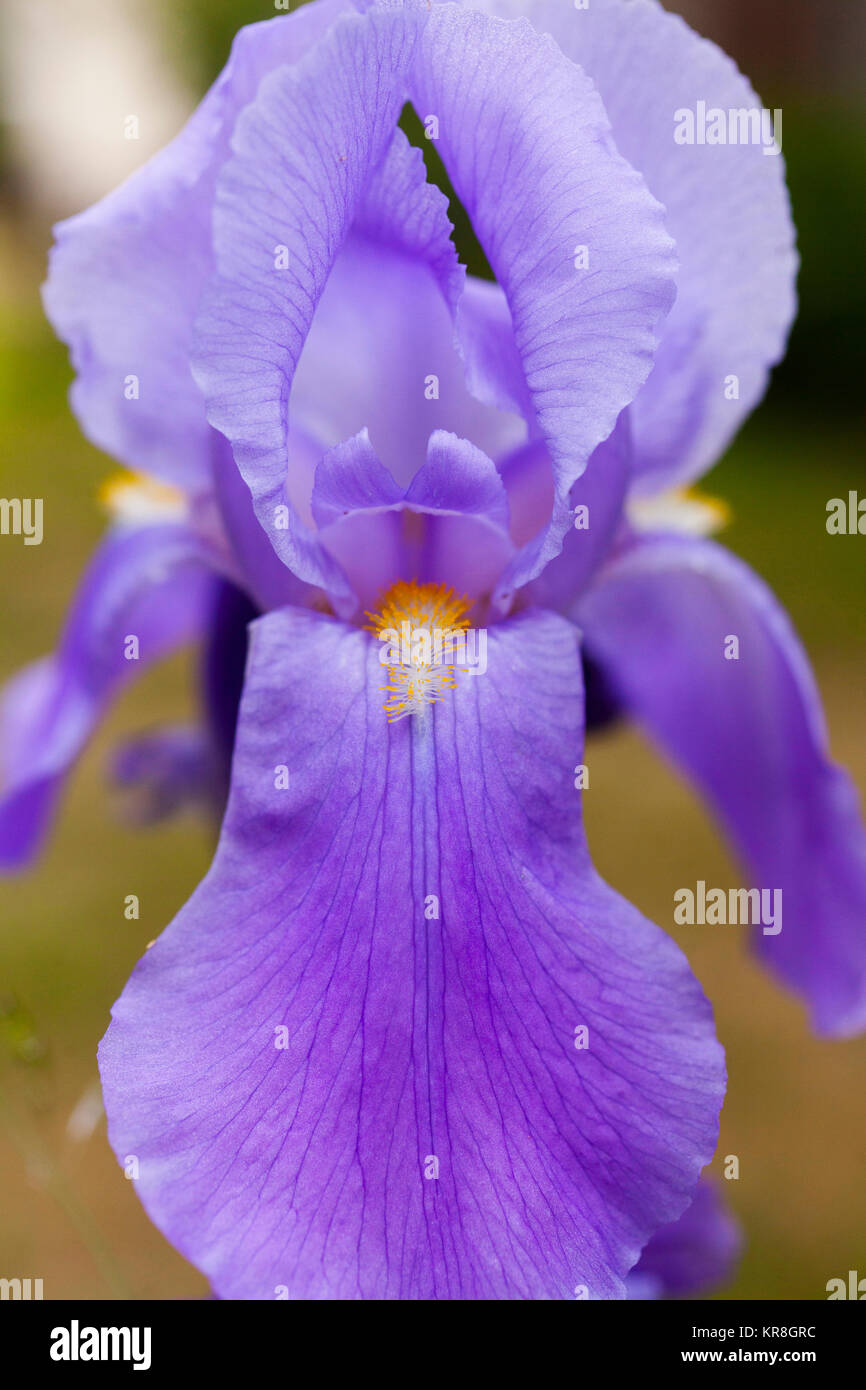 Iris, Nahaufnahme von Lila farbige Blume wächst Outdoor. Stockfoto
