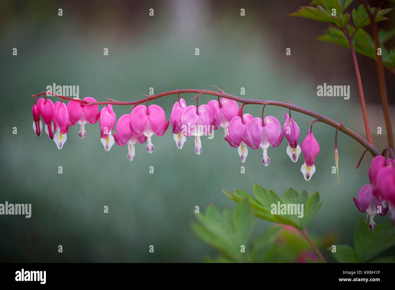 Blutende Herz, Campanula pyramidalis californica, Rosa Blumen wachsen im Freien. Stockfoto