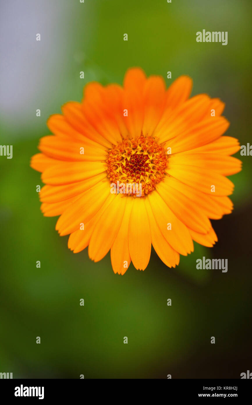 Ringelblume, Calendula officinalis, in der Nähe von Orange coloiured Blumenanbau outdoor. Stockfoto