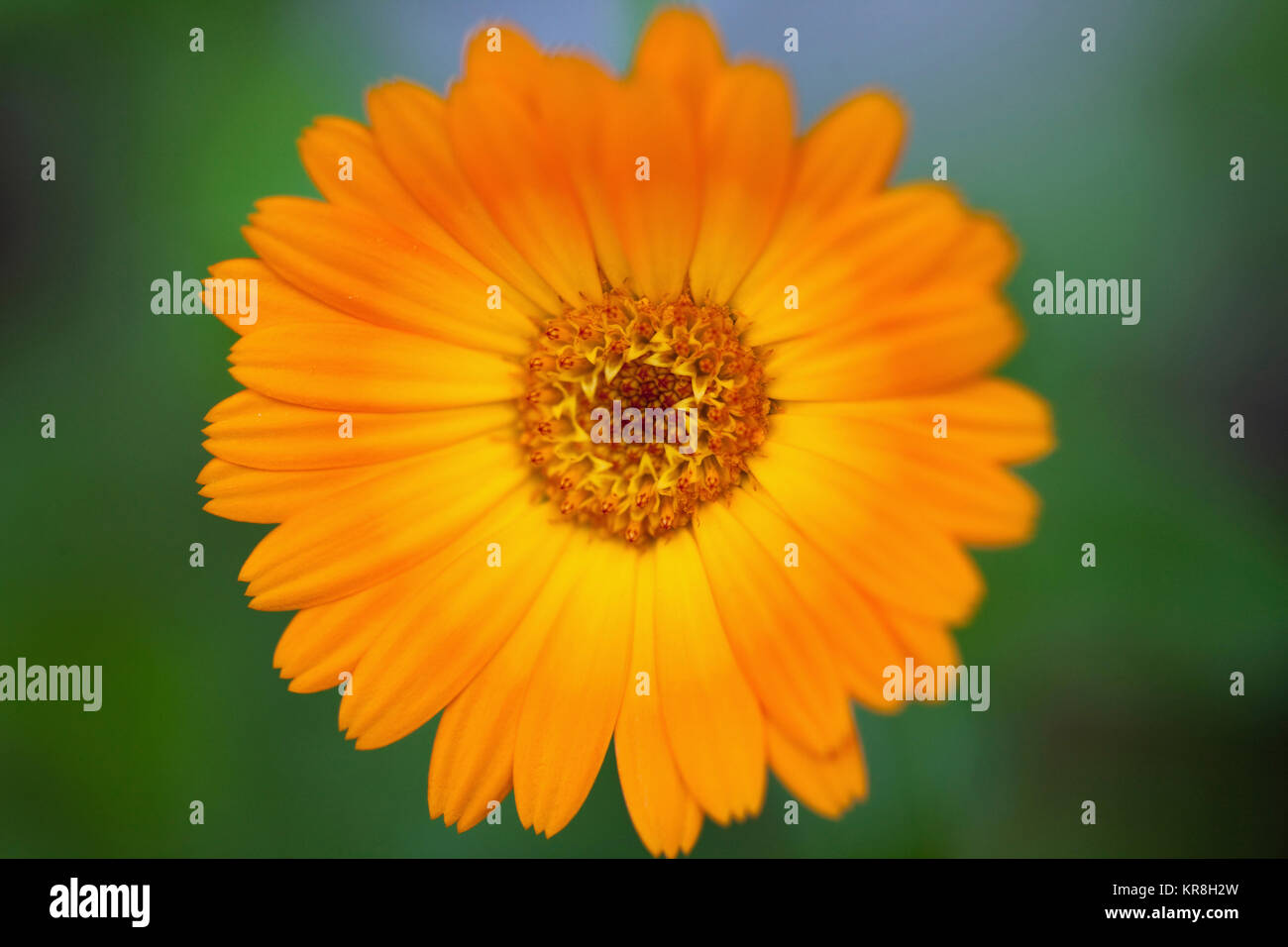 Ringelblume, Calendula officinalis, in der Nähe von Orange coloiured Blumenanbau outdoor. Stockfoto