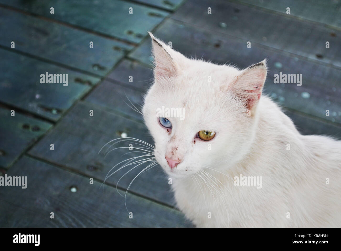 David Bowie cat Stockfoto