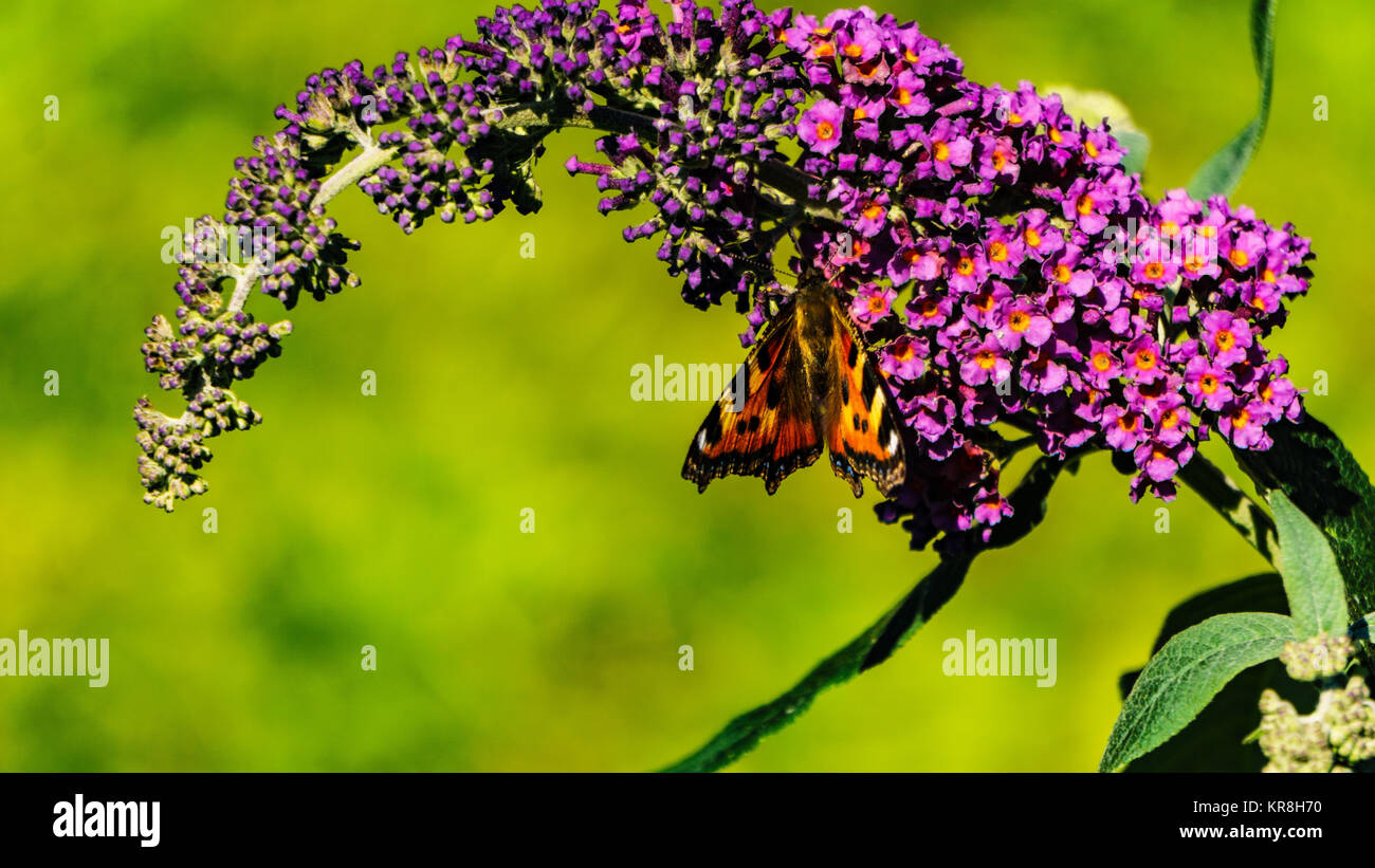 Pfau auf lila Stockfoto