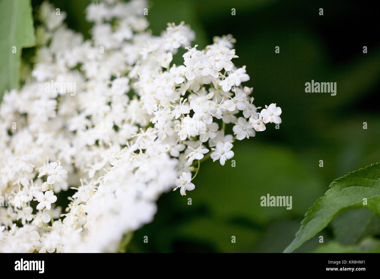 Holunder, Sambucus nigra, in der Nähe von weißen Blumen wachsen im Freien. Stockfoto