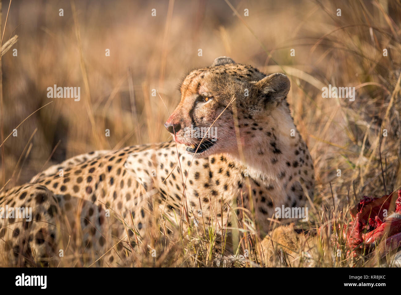 Geparden Riedböcke essen von einem Leichnam in Kruger. Stockfoto