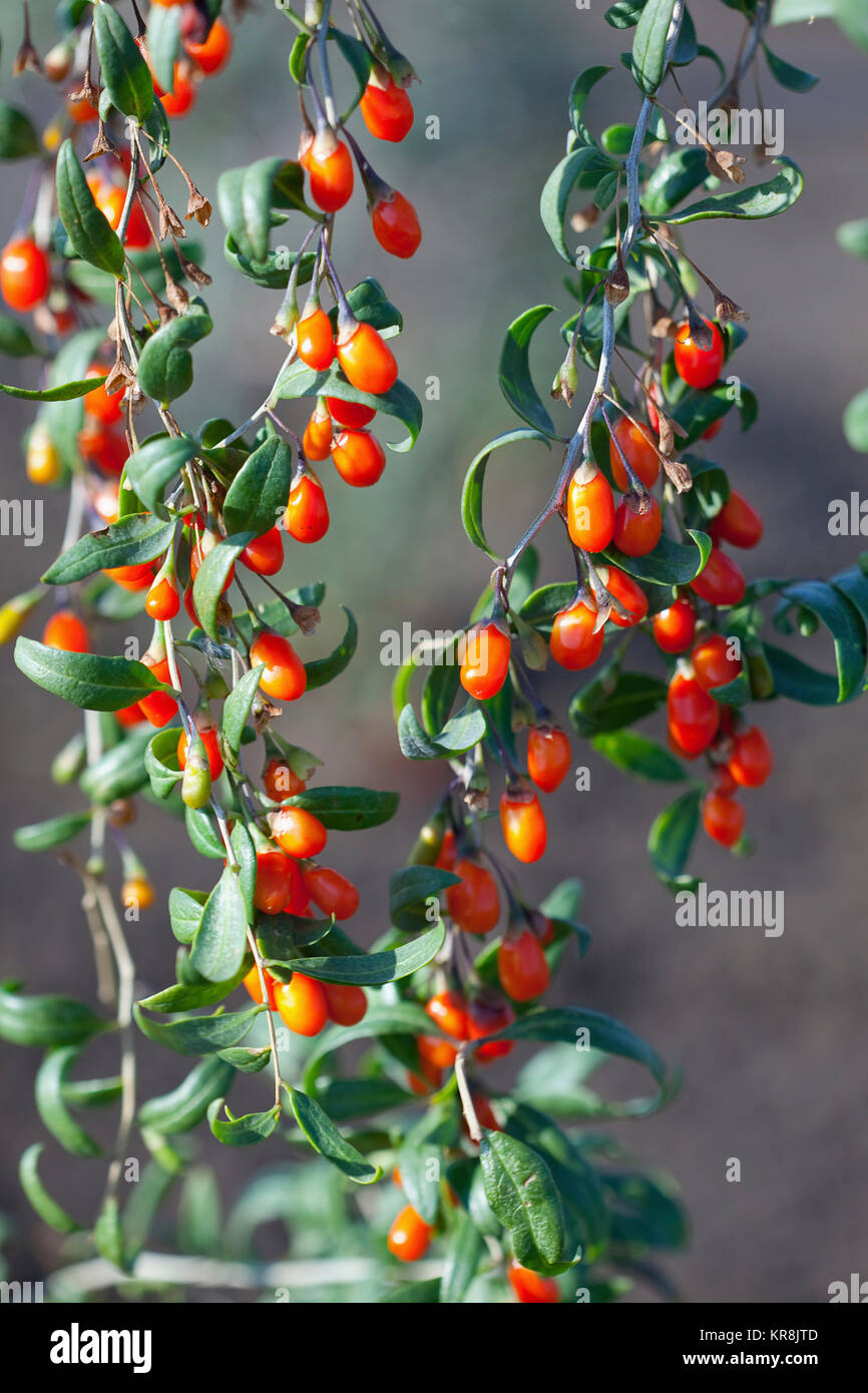 Wolfsbeere, Goji Beere Lycium Barbarum, Masse der roten Beeren wachsen im Freien auf der Bush. Stockfoto