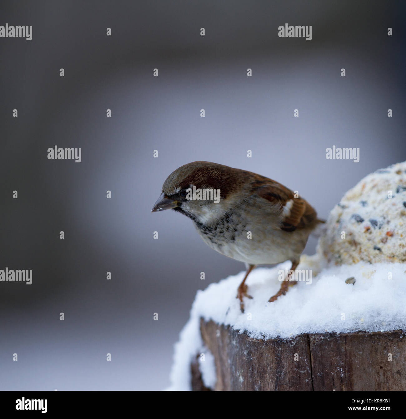 Haussperling Passer domesticus Einzelne männliche auf Schnee anmelden abgedeckt. Britische Inseln Stockfoto