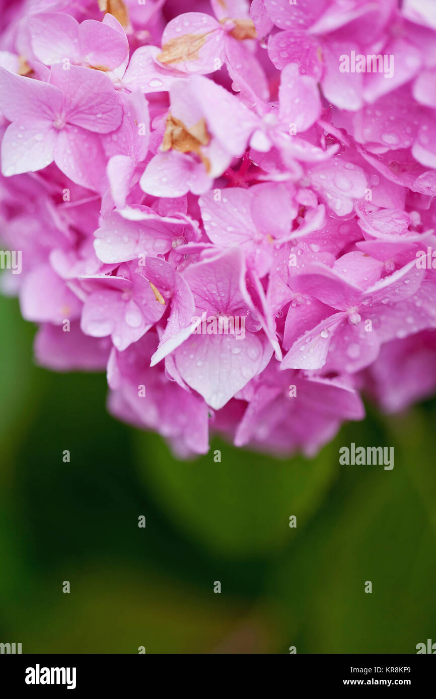 Hortensie, Hortensia, in der Nähe von Rosa Blume wächst Outdoor. Stockfoto