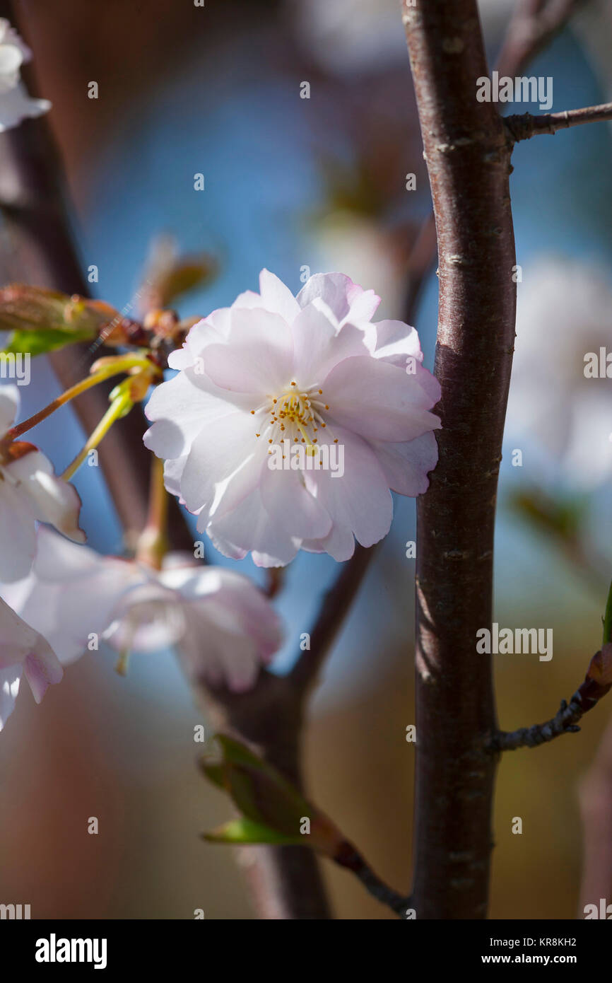 Cherry, Prunus serrualta, in der Nähe von Rosa Blüten wachsen auf japanische kirsche baum Outdoor. Stockfoto