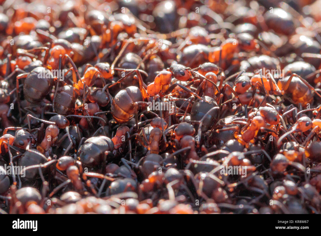 Waldameise (Formica rufa) Nest. Dorset, Großbritannien. Stockfoto