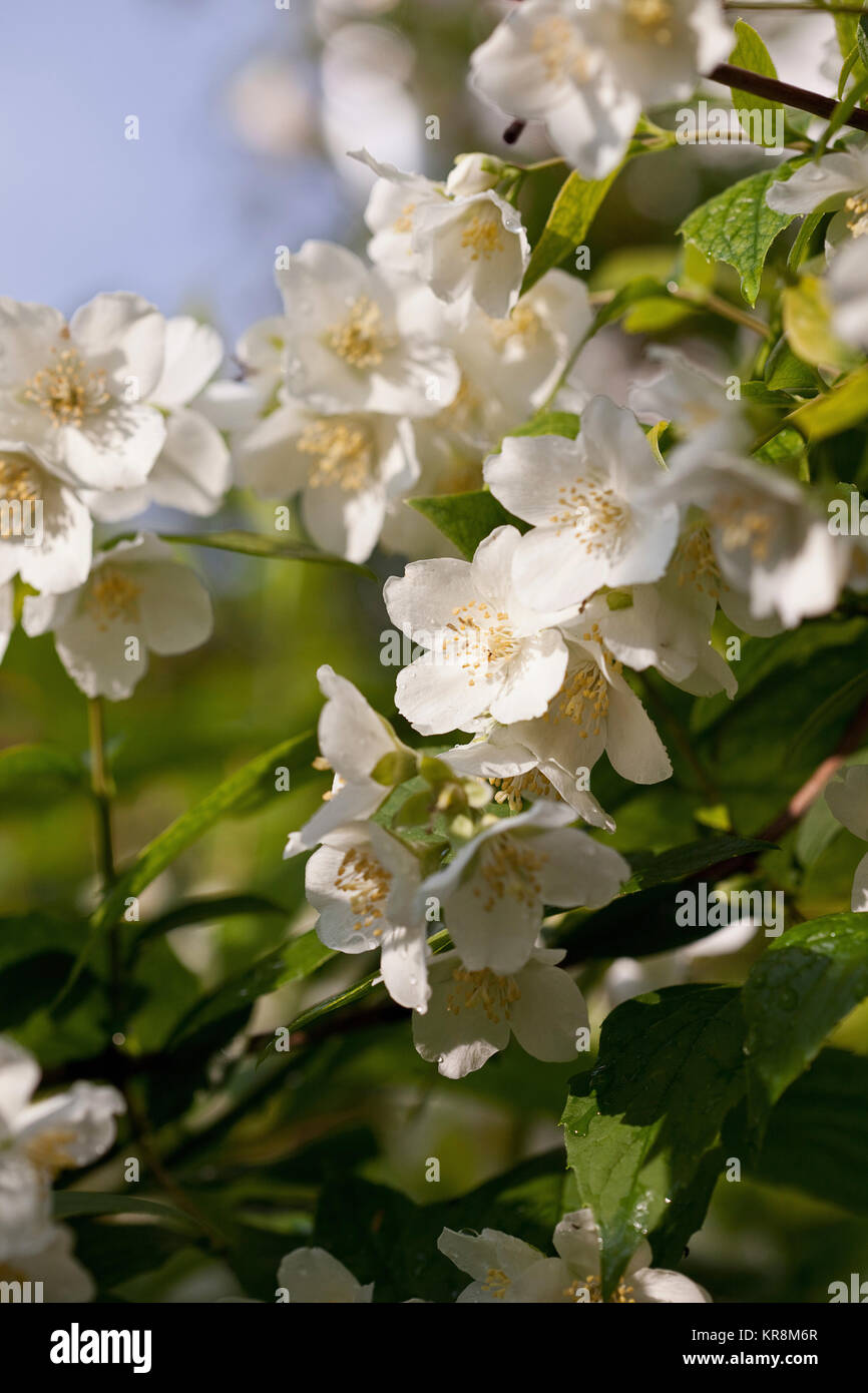 Mock Orange, Cornus alba 'Sibirica coronarius, Detail von weißen Blumen wachsen im Freien. Stockfoto