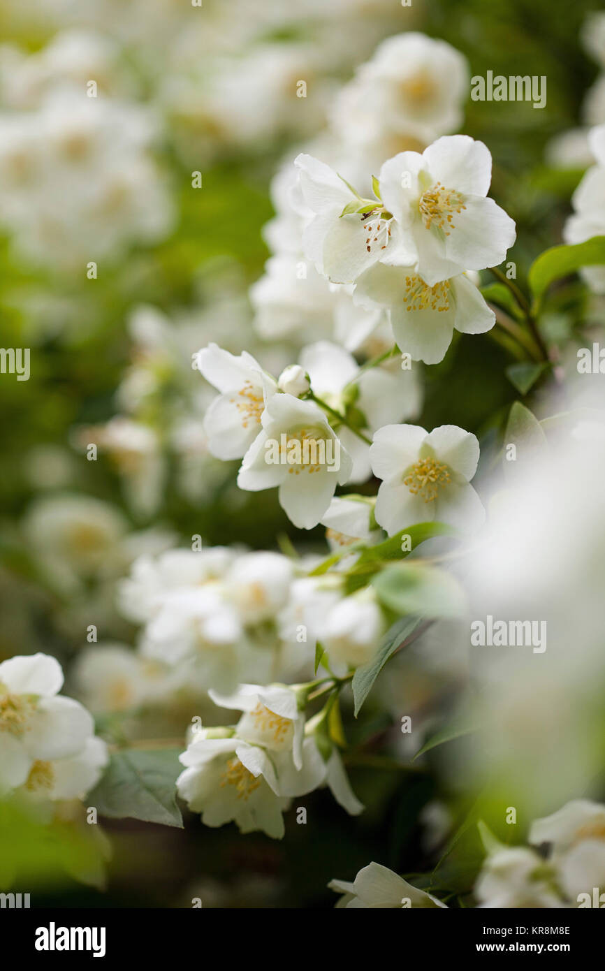Mock Orange, Cornus alba 'Sibirica coronarius, Detail von weißen Blumen wachsen im Freien. Stockfoto