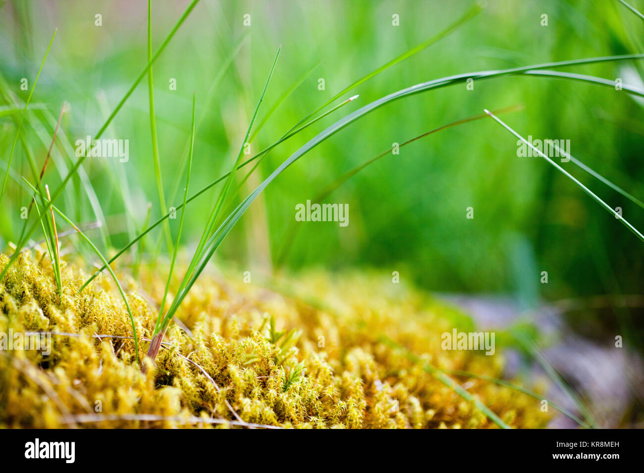 Moos, Fülle von dichten gelben Moose wächst Outdoor. Stockfoto