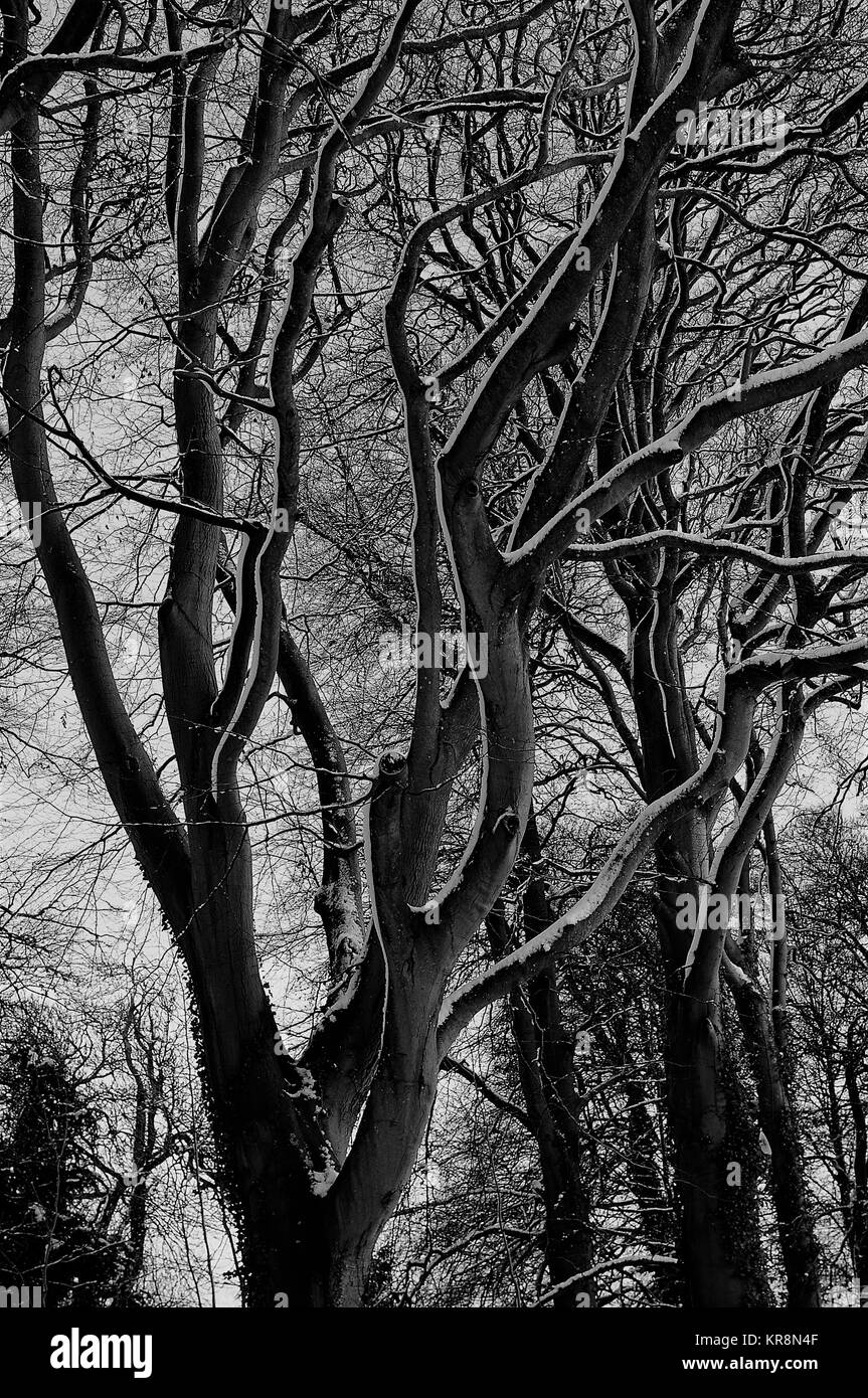 Winter Buche mit schneebedeckten Zweigen, Gloucestershire, England Stockfoto