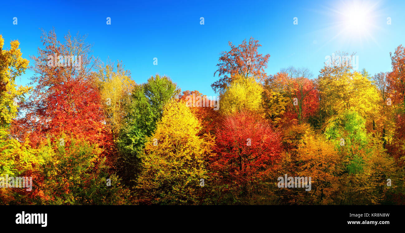 Bunte Bäume im Herbst in der Sonne und strahlend blauen Himmel Stockfoto