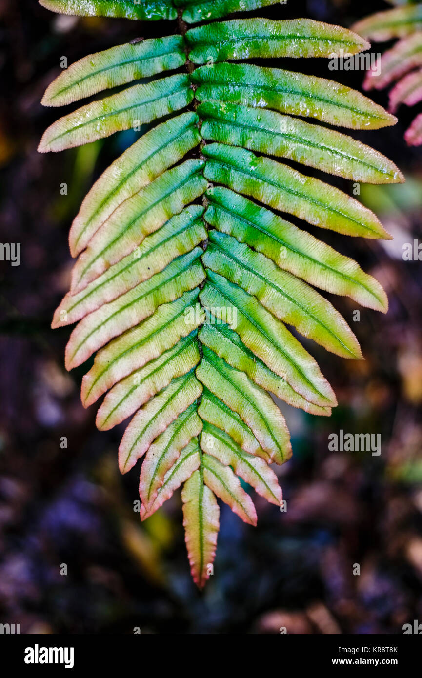 Grünes Blatt der Farn Stockfoto