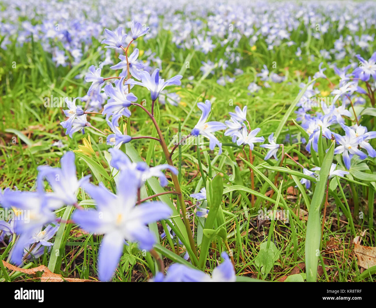 Herrlichkeit - von - die - Schnee (Chionodoxa) Blumen im Frühling Stockfoto
