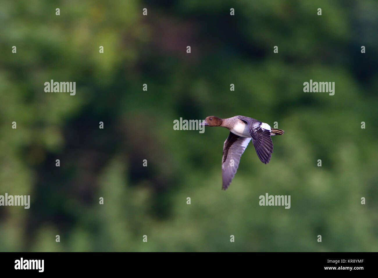 goldeneye im Flug Stockfoto
