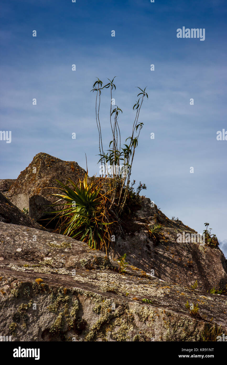 Detail eines Gebäudes von Machu Picchu Ruinen in Cuzco, Peru Stockfoto