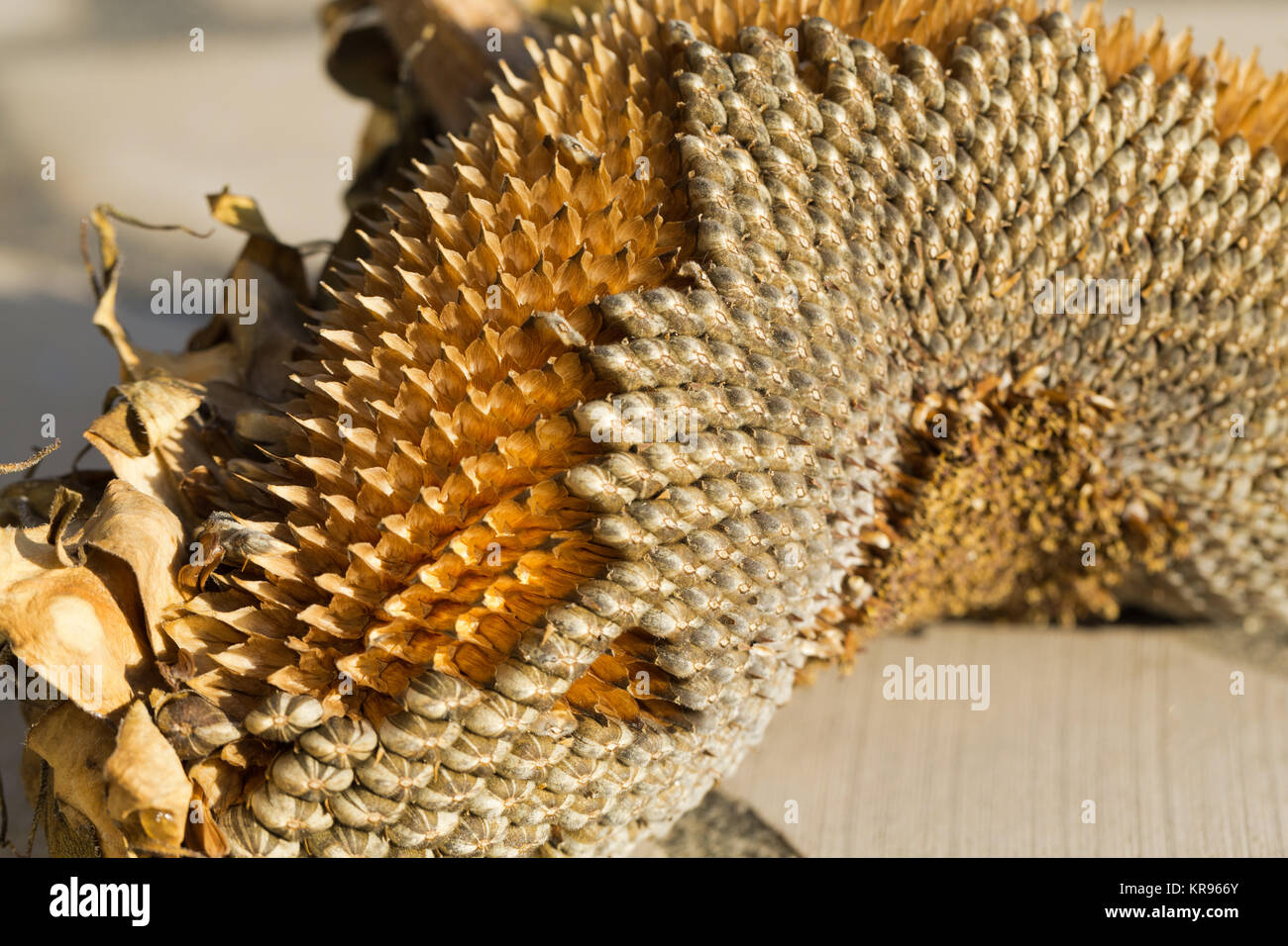 Nahaufnahme der Sonnenblumen-Samen Stockfoto