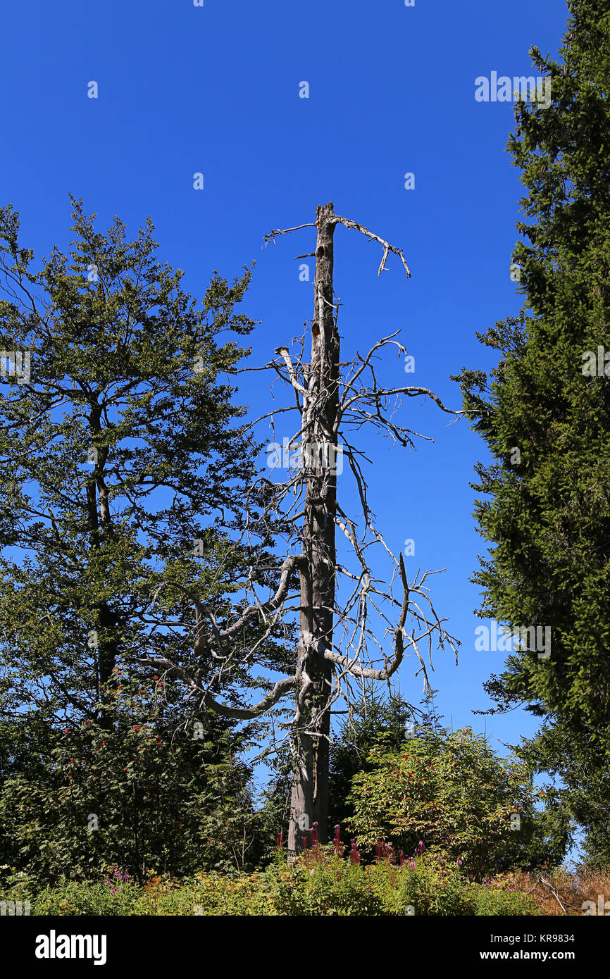 Toter Baum auf dem Schauinsland Stockfoto