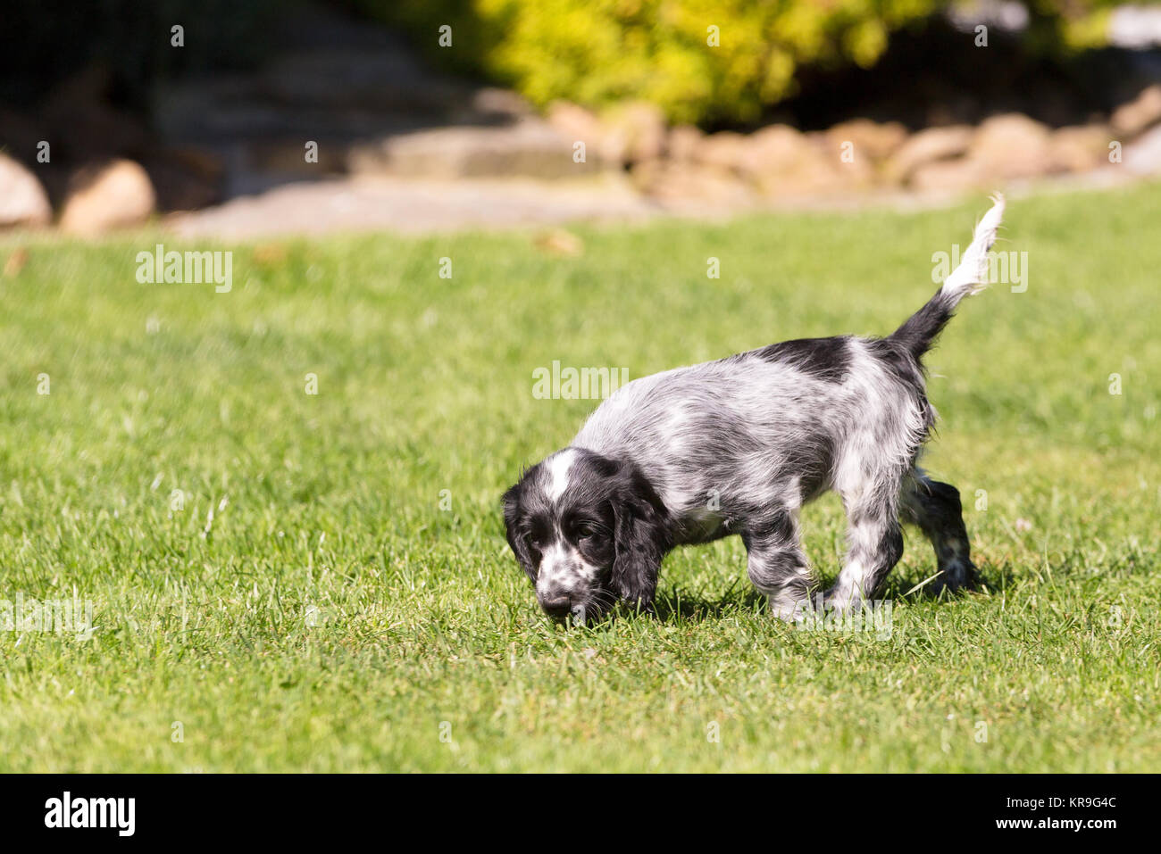 English Cocker Spaniel Welpen Stockfoto