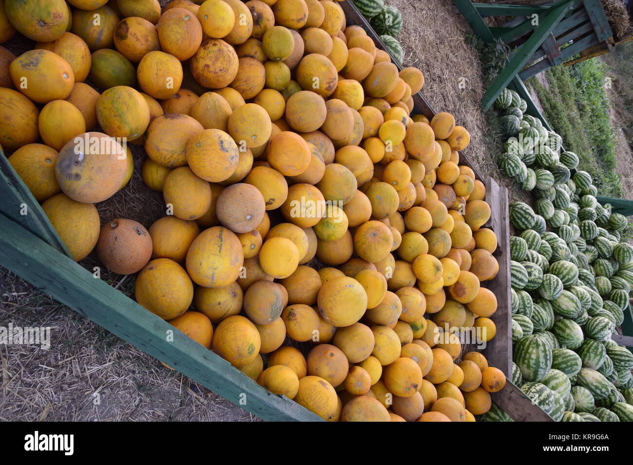 Gesammelt in einem Haufen von Melonen und Wassermelonen Stockfoto