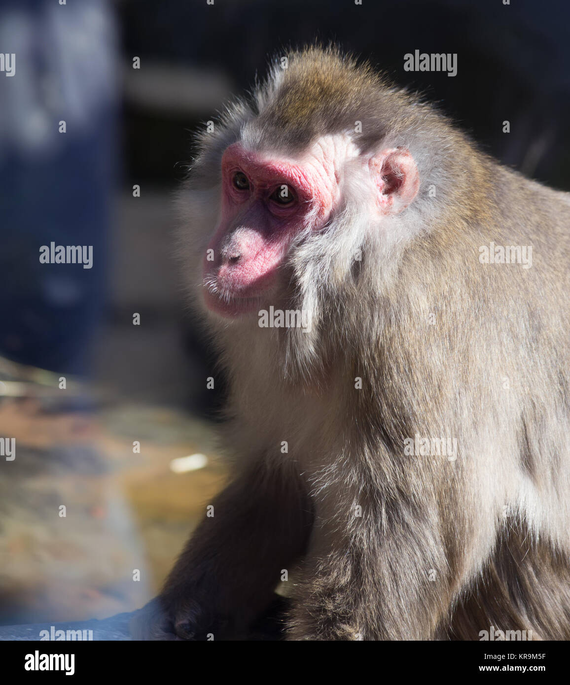 Affe Afrika Säugetier Zootier Stockfoto