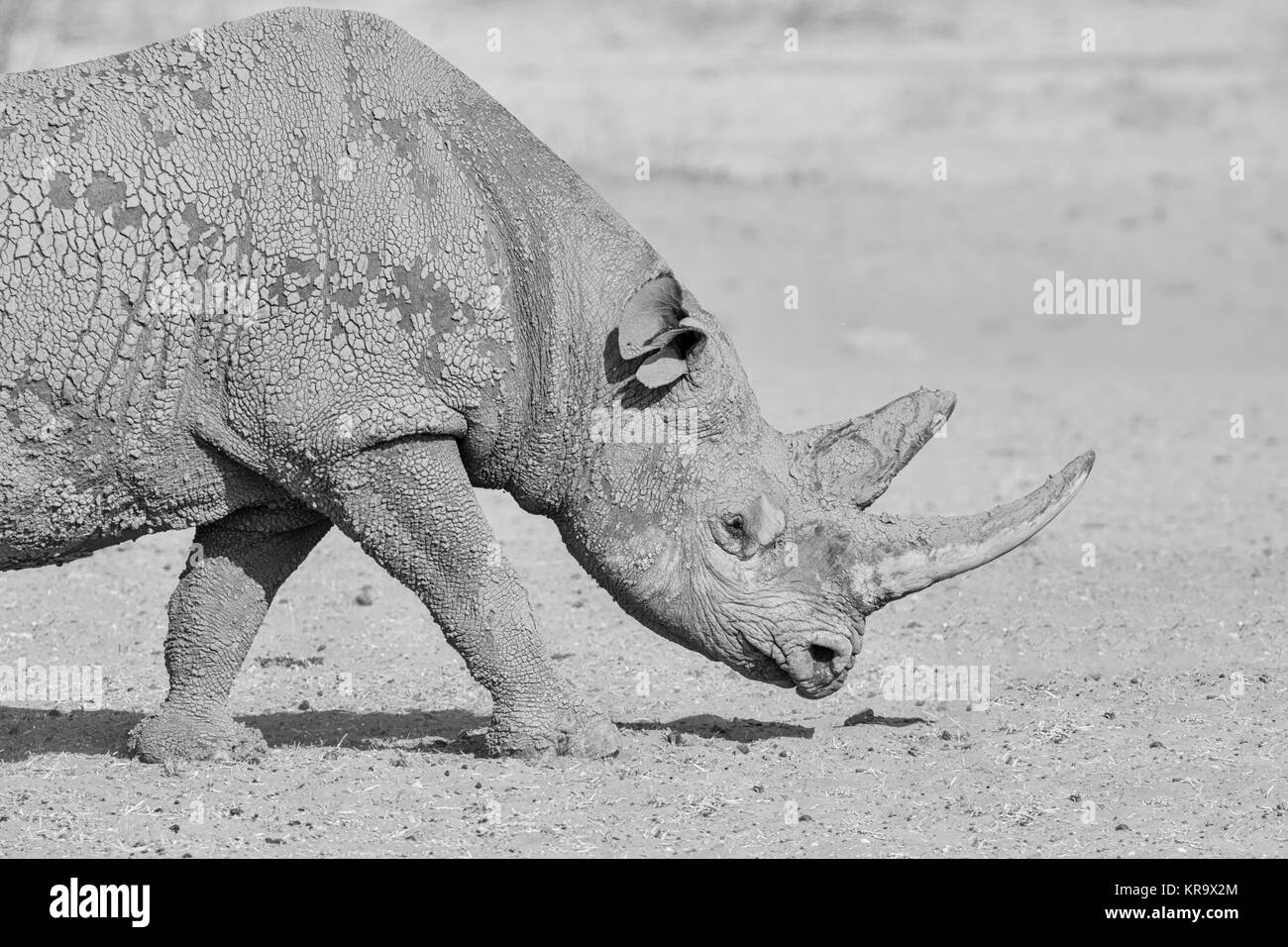 Ein einsamer Spitzmaulnashörner in Namibia Savanne Stockfoto