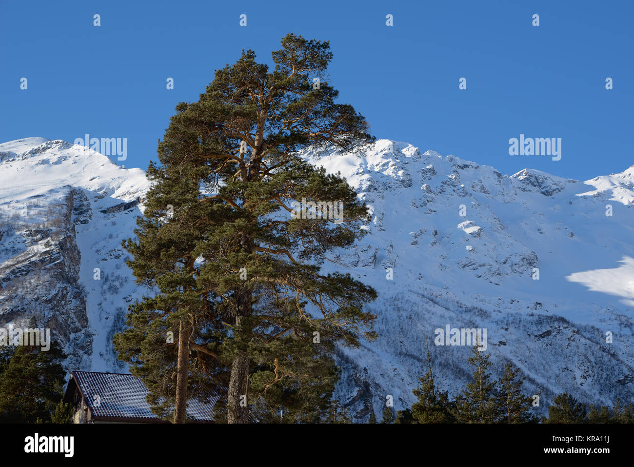 Pine Top Vor dem Hintergrund der schneebedeckten Berge und blauer Himmel Stockfoto