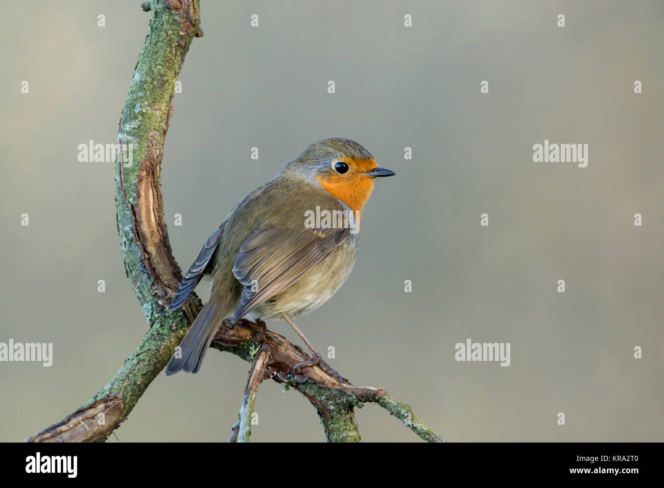 Robin (Erithacus Rubecula) auf einem Zweig gehockt Stockfoto