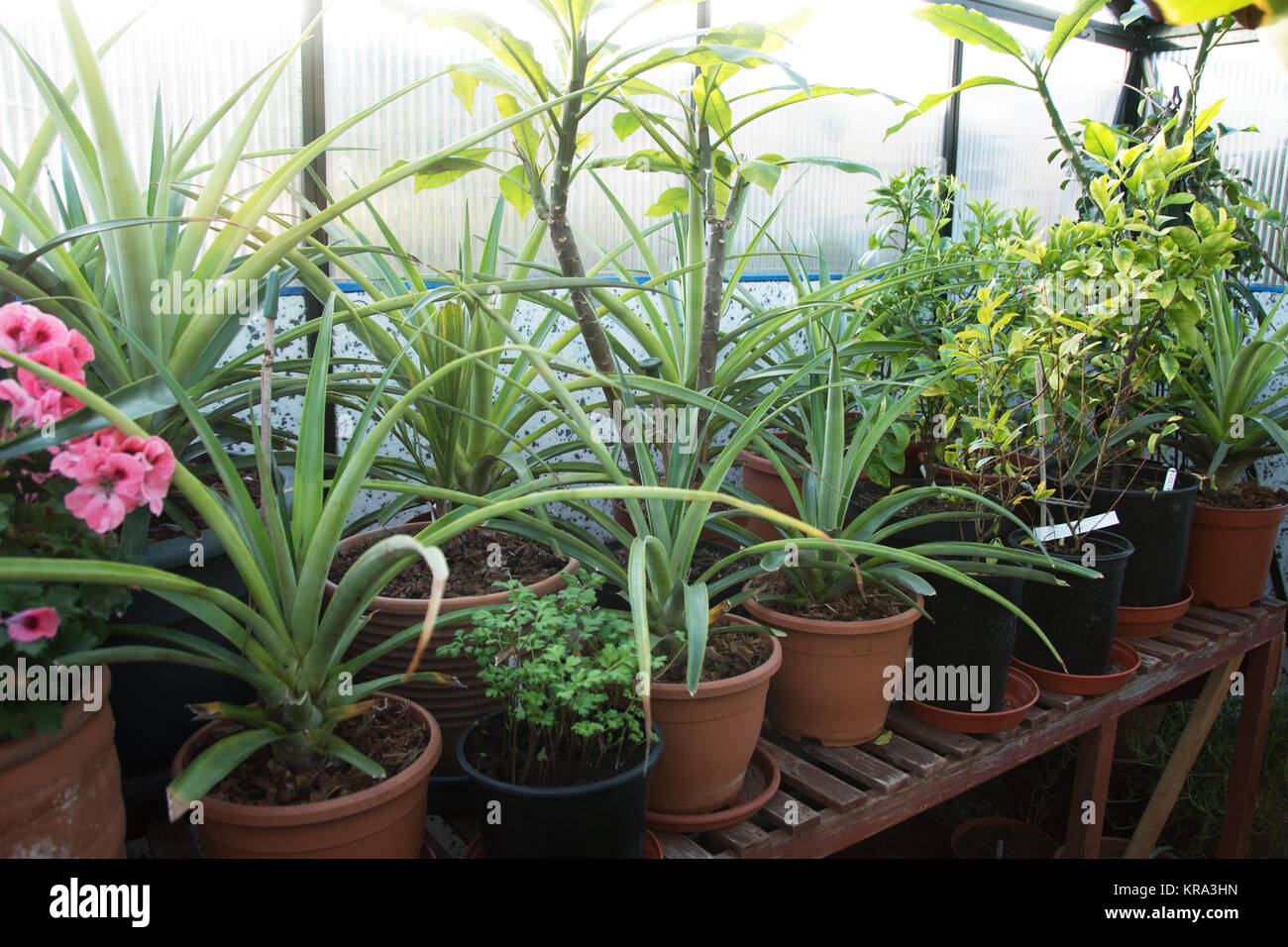 Ananas in einem englischen Gewächshaus Stockfoto