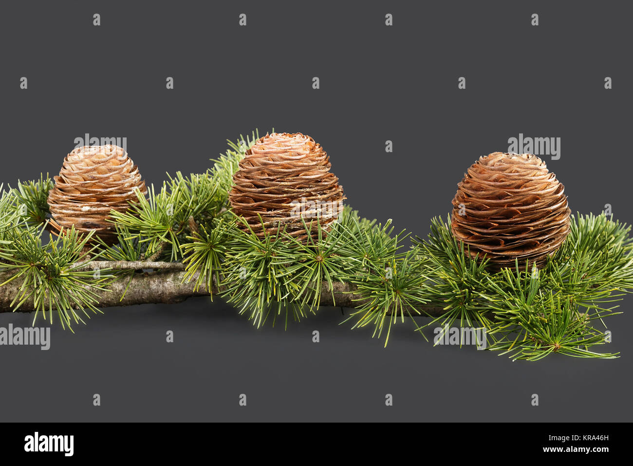 Pine Tree Branch und drei Hütchen, isoliert, Studio shot Stockfoto