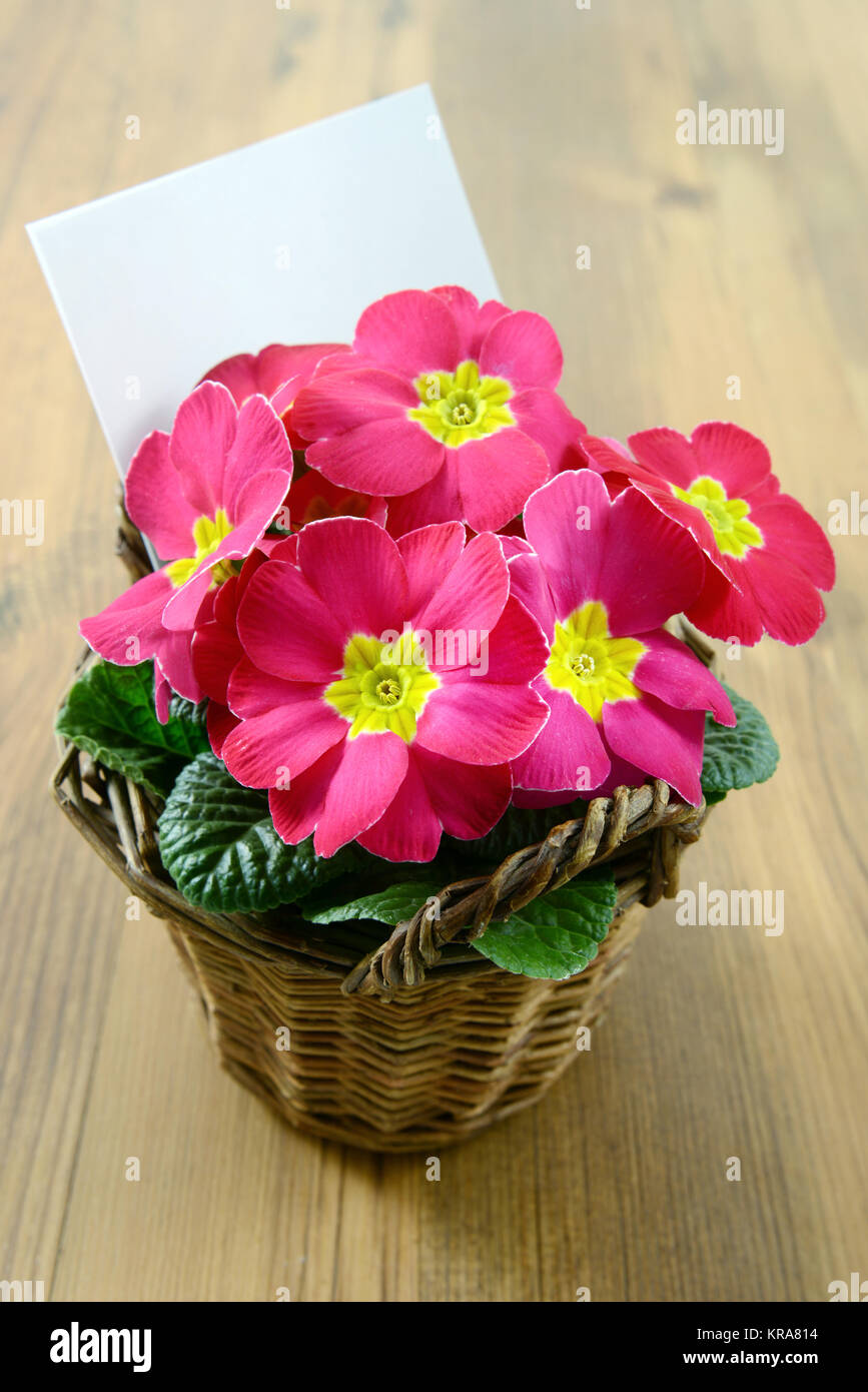 Rosa Topfpflanzen primrose auf einem Tisch mit weißen Bekanntmachung Papier kopieren. Stockfoto