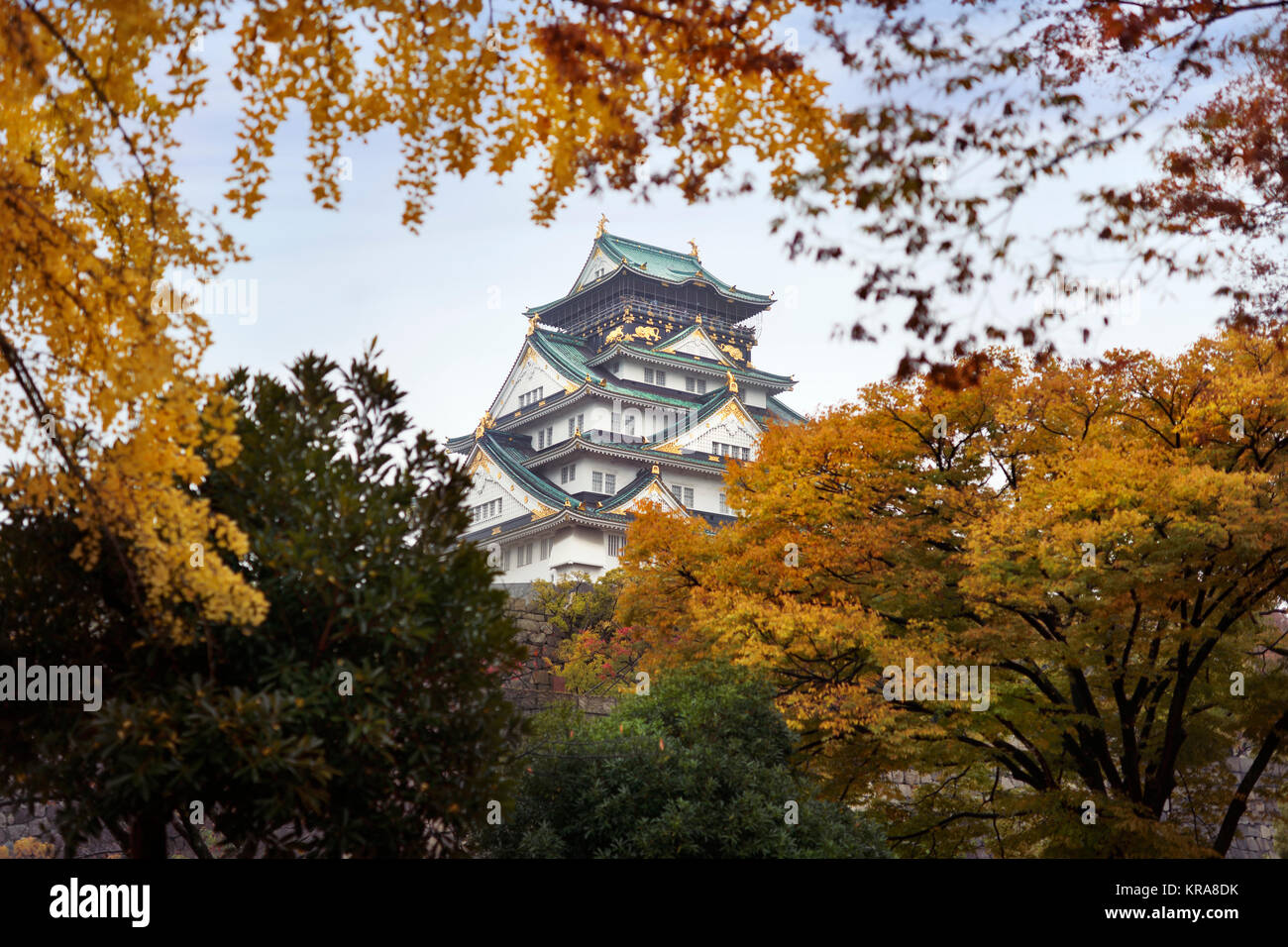 Führerschein und Drucke bei MaximImages.com - Schloss Osaka, Blick auf Osakajo von den gelben Herbstbäumen an einem nebligen Morgen. Osaka Castle Park im Herbst Stockfoto