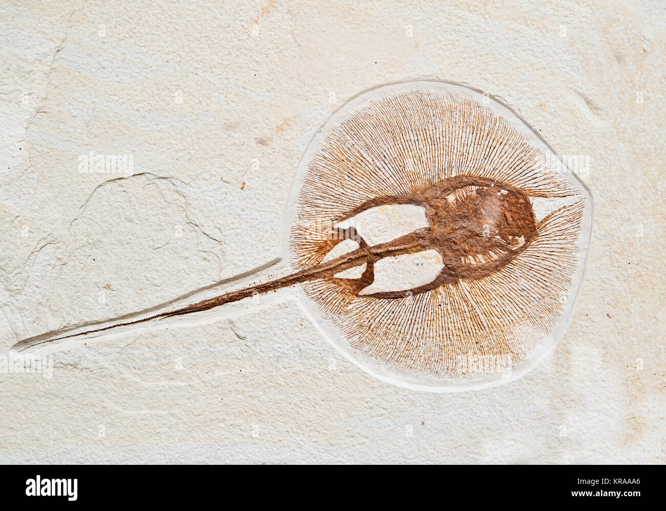 Fossilien elektrische fische Stockfoto
