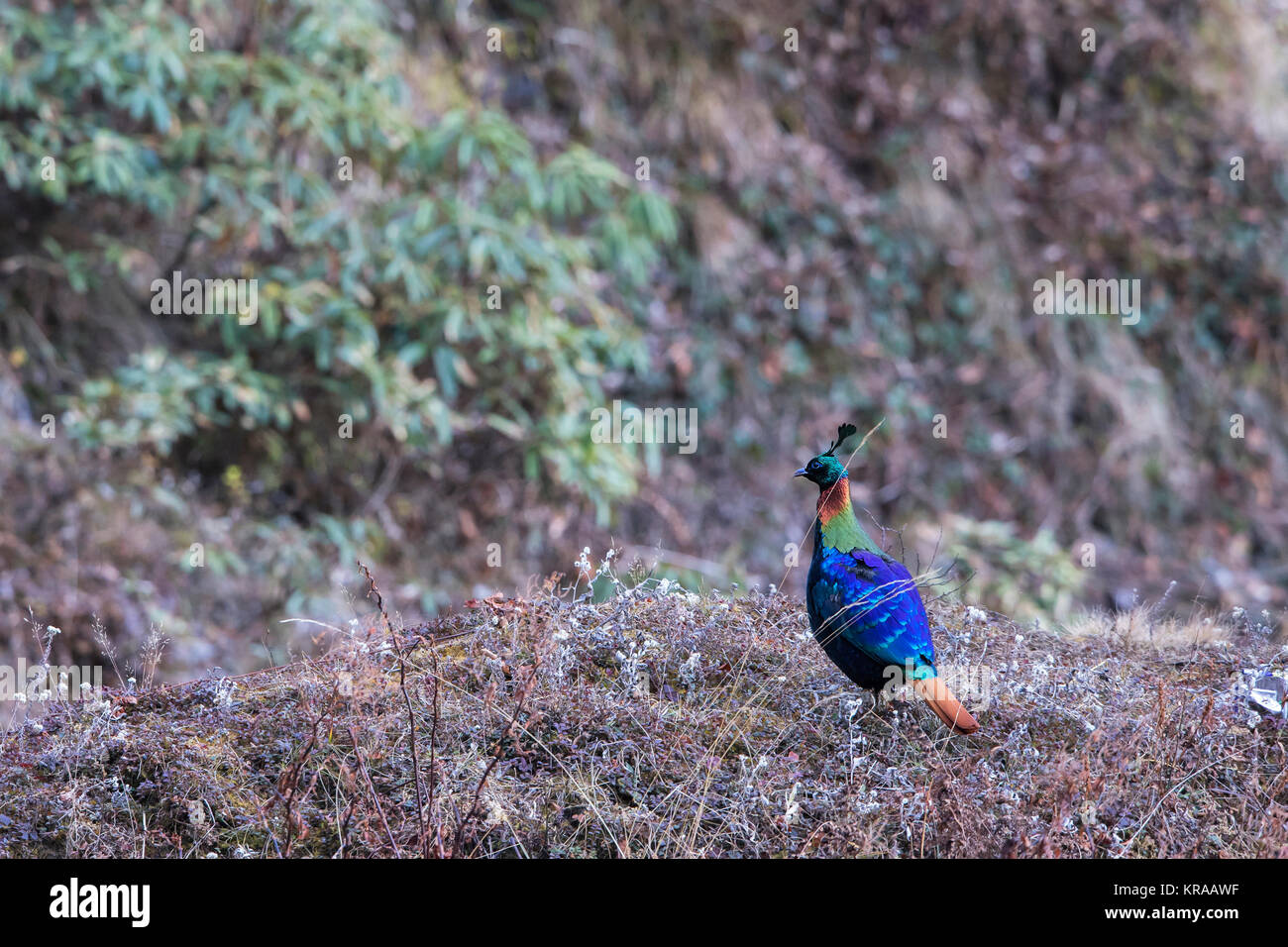 Das Bild der Himalayan monal (Lophophorus impejanus) in Chopta, Uttrakhand, Indien Stockfoto