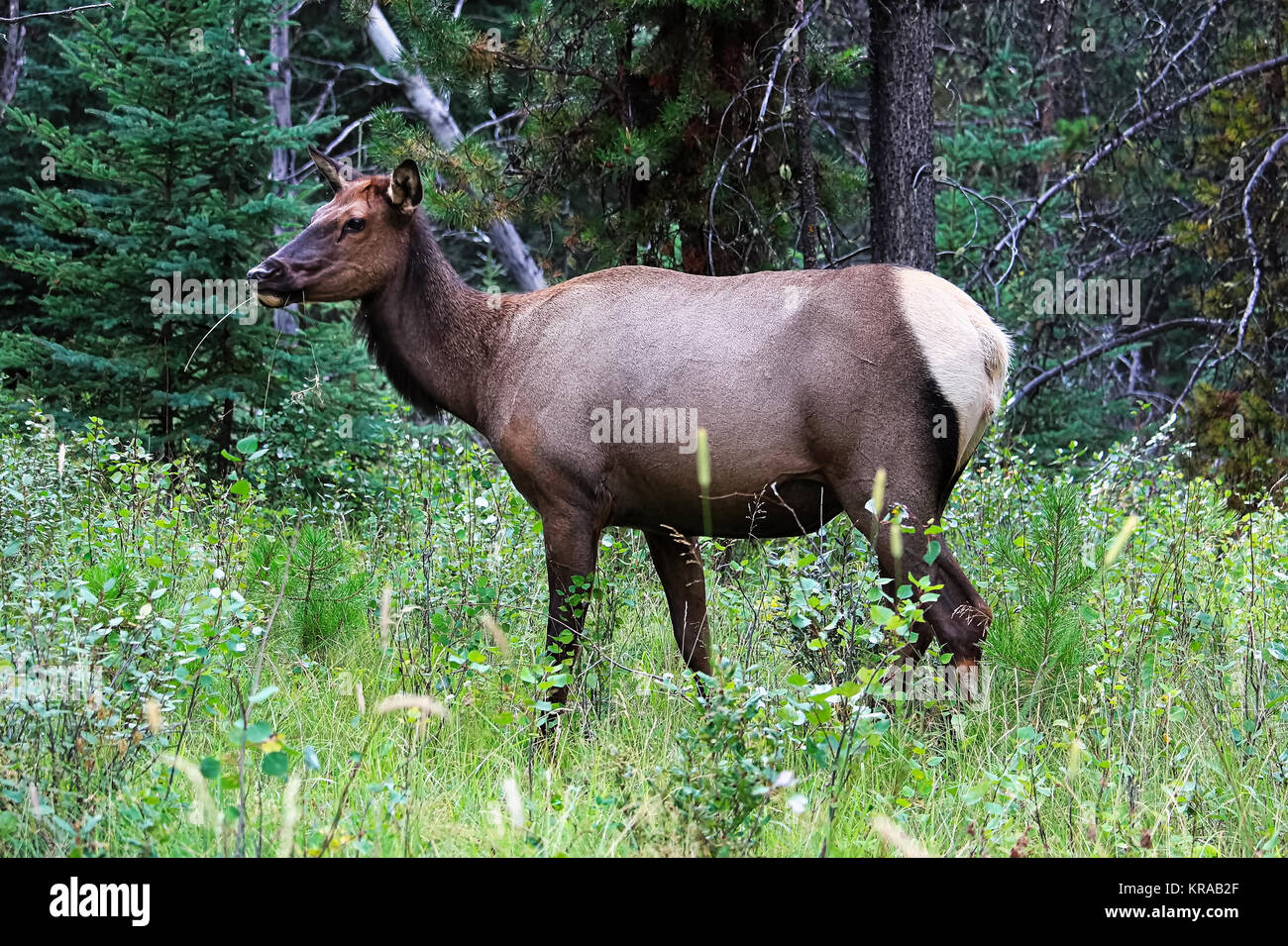 Eine weibliche Elk essen Gras in den Wald. Stockfoto